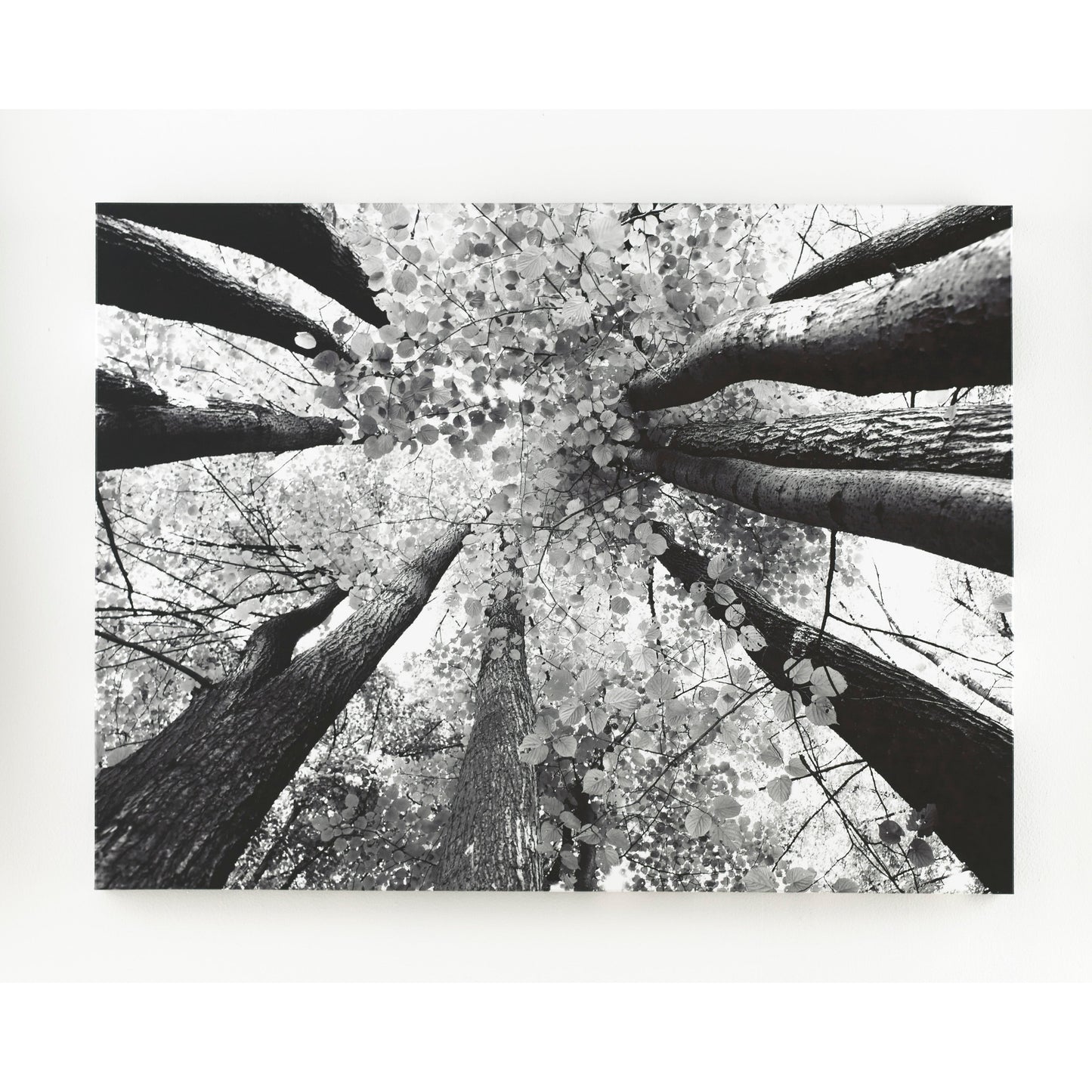 ANANYA WALL ART