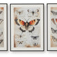 Jossletts - Orange / Black / Ivory - Wall Art Set (Set of 3)